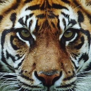 Meet your Posher, Ruth